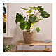 Cortina de luces para plantas 40 microLED 40 cm plata exterior interior s3