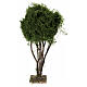 Arbre vert 25 cm crèche napolitaine 12-14 cm s1