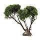 Árbol escenográfico 15 cm Belén napolitano 10-12 cm s1