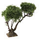 Arbre scénographique 15 cm crèche napolitaine 10-12 cm s3