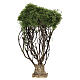 18 cm olive tree for Neapolitan Nativity Scene with 12-14 cm characters s4