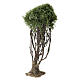 Arbre olivier 18 cm crèche napolitaine 12-14 cm s2