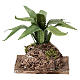Western agave on rock, 10x8x5 cm, for 12-14 cm Neapolitan Nativity Scene s1