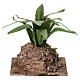 Agave occidentale su roccia 10x8x5 cm presepe napoletano 12-14 cm s4