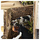 Stalliere con mucca 17x20x17 cm movimento presepe napoletano 8-10 cm s3