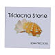 Rosario argento grani 5 mm tridacna s6
