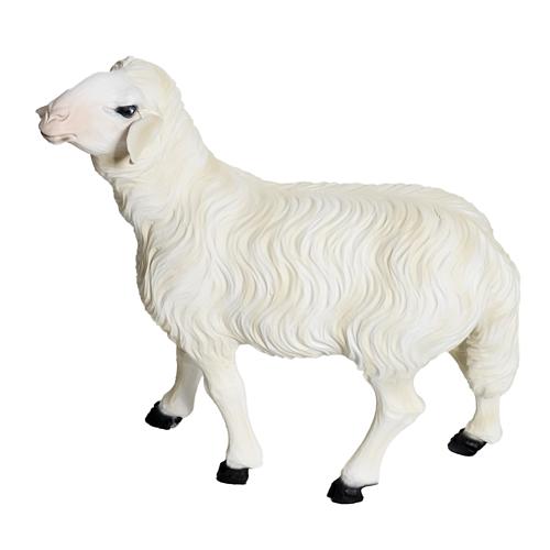 Duas ovelhas para presépio com figuras de altura média 60 cm fibra de vidro 4