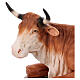 Ox statue for nativity scene OUTDOOR in fiberglass h 165 cm s2